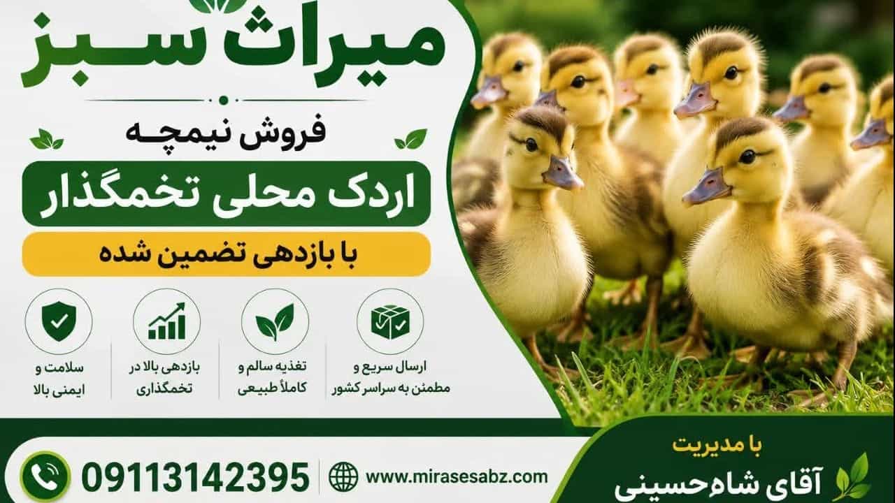 فروش نیمچه اردک محلی تخمگذار با بازدهی تضمین شده در مازندران