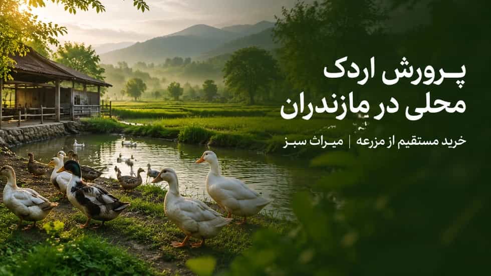 پرورش اردک محلی در مازندران و خرید مستقیم از مزرعه