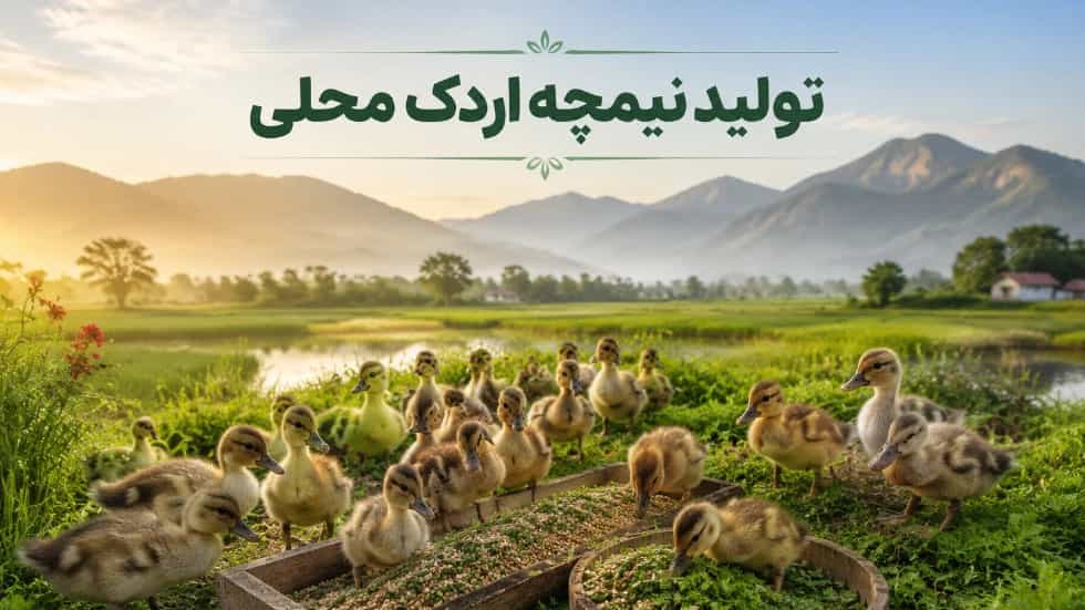 تولید نیمچه اردک محلی گوشتی در مازندران با تغذیه ارگانیک