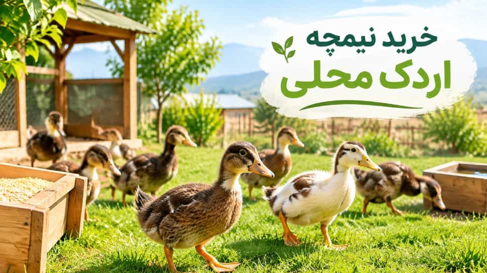 خرید نیمچه اردک محلی و نکات مهم پیش از پرورش