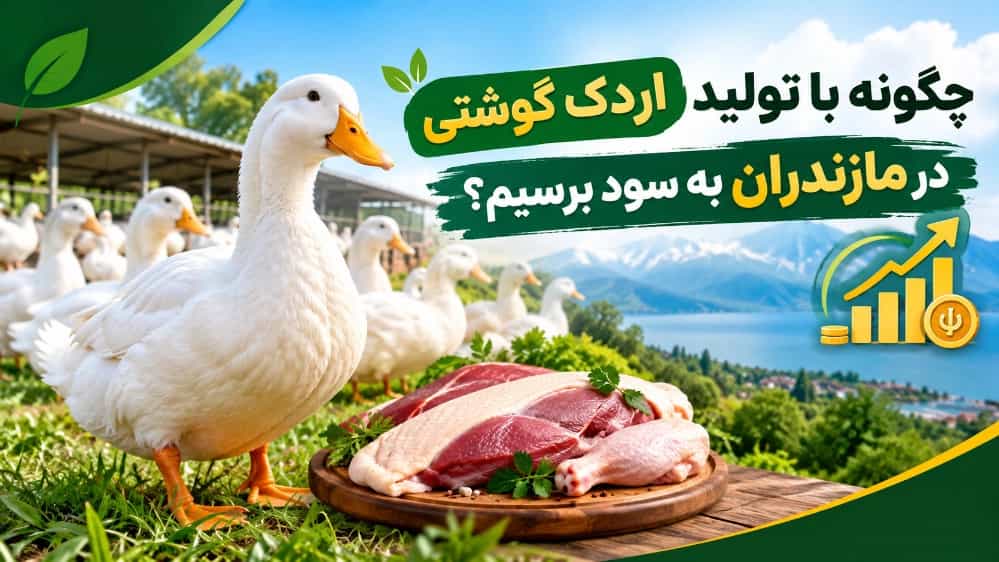 چگونه با تولید اردک گوشتی در مازندران به سود برسیم؟