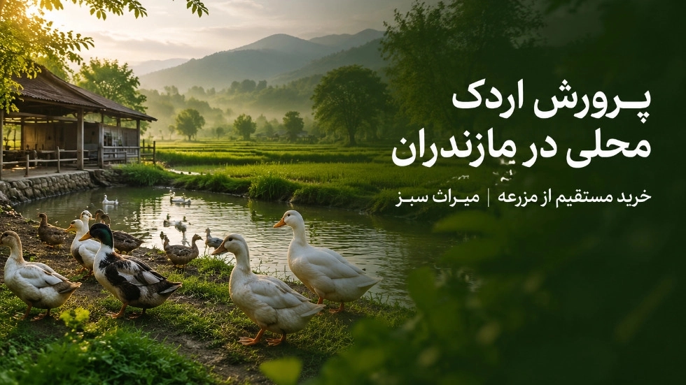 پرورش اردک محلی در مازندران و خرید مستقیم از مزرعه پرورش اردک محلی در مازندران و خرید مستقیم از مزرعه